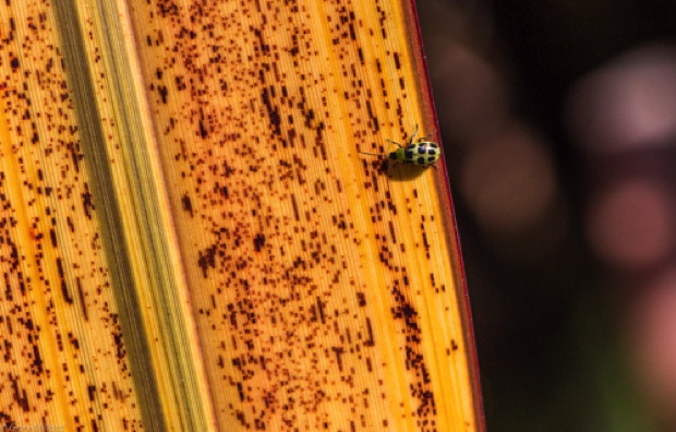 Green Bug on Yellow Leaf
Mendocino Coast Botanical Garden
California
